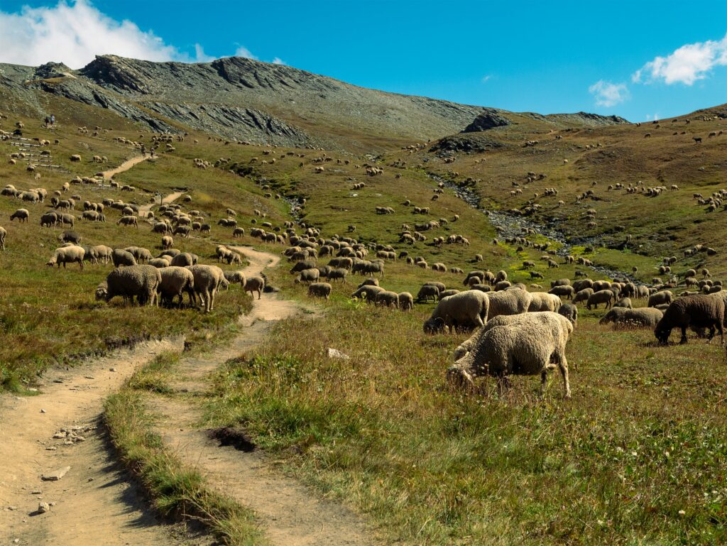 mouton pour illustrer la protection animale