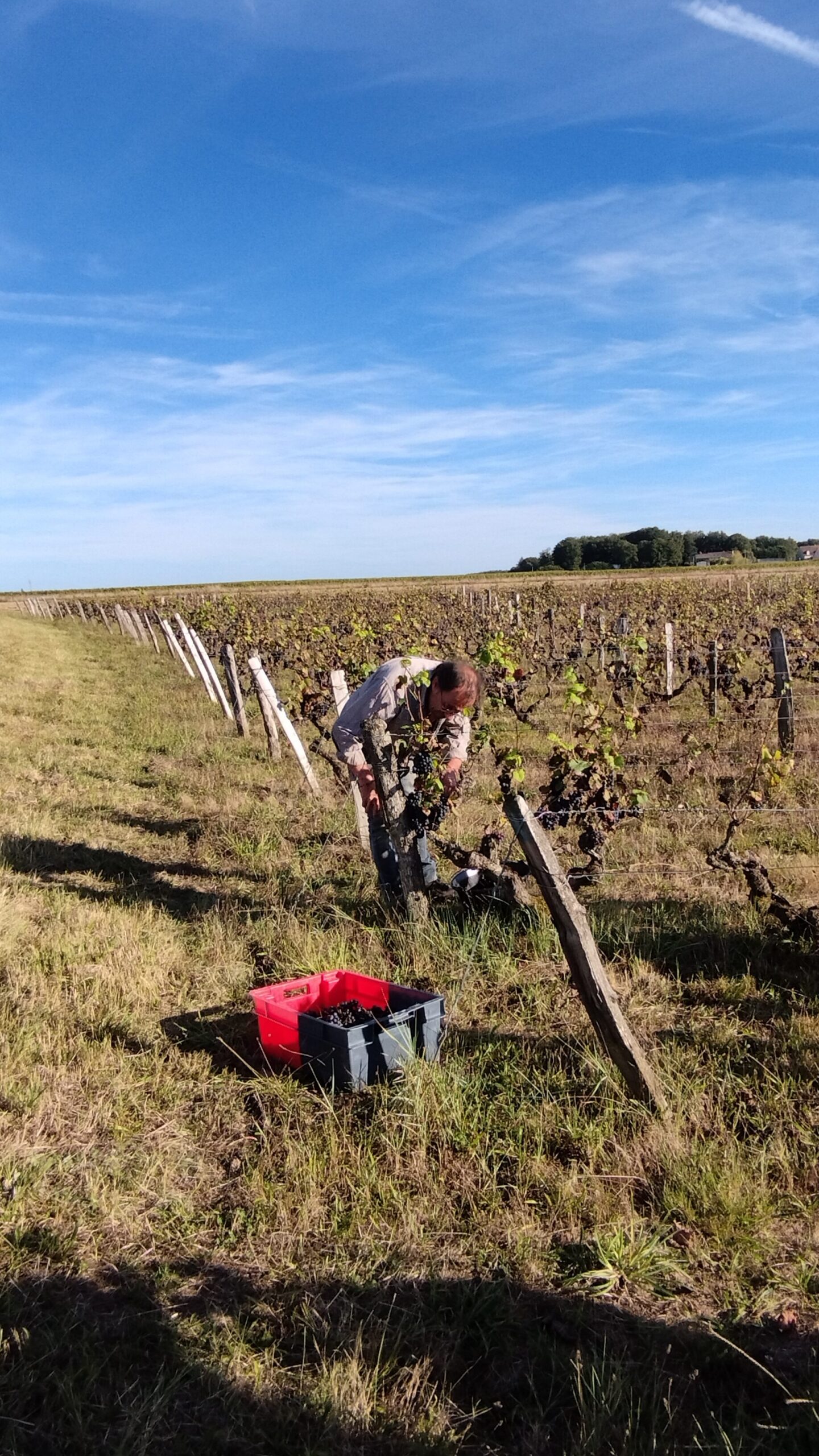 Thierry Hesnault au vendange pour préparer son vin naturel