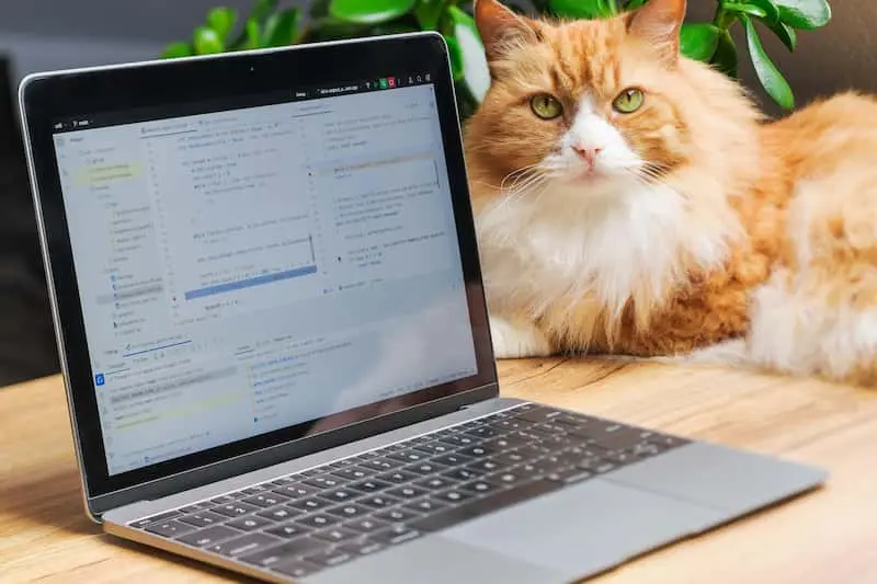 Chat roux devant un ordinateur portable — rédaction web SEO pour la protection animale